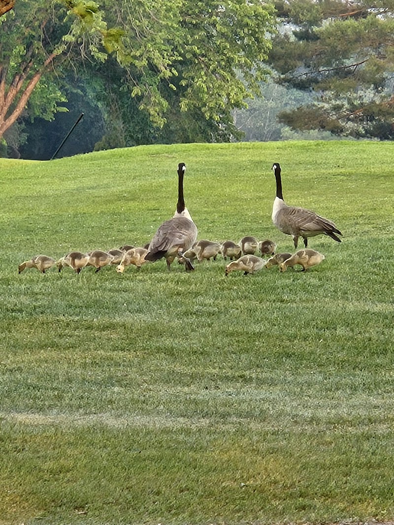 Saskatoon Golf & Country Club photo 9